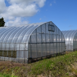 Plastic greenhouses